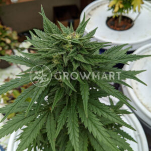 seminka_konopi_gorilla_cookies