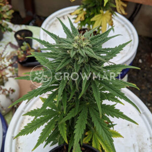 seminka_konopi_gorilla_cookies