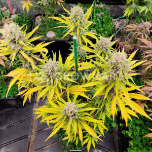 Gorilla_Cookies_Feminizované_semínka_konopí