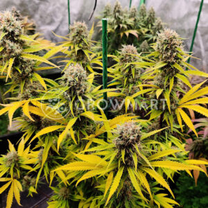 Gorilla_Cookies_Feminizované_semínka_konopí