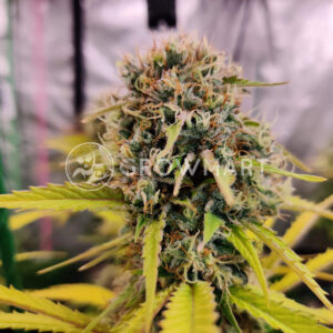 Gorilla_Cookies_Feminizované_semínka_konopí