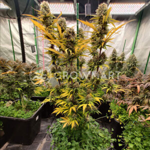 Gorilla_Cookies_Feminizované_semínka_konopí