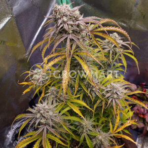 Gorilla_Cookies_Auto_seminka_konopi