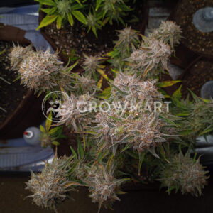 Gorilla_Cookies_Auto_seminka_konopi