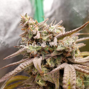 Gorilla_Cookies_Auto_seminka_konopi