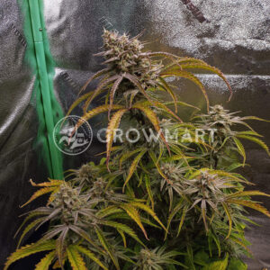 Gorilla_Cookies_Auto_seminka_konopi