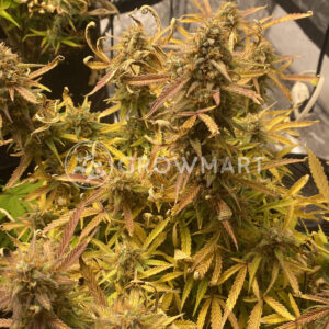 Gorilla_Girl_XL_Auto_Autoflowering_semínka_konopí