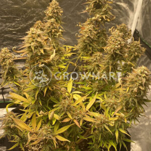 Gorilla_Girl_XL_Auto_Autoflowering_semínka_konopí