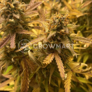 Gorilla_Girl_XL_Auto_Autoflowering_semínka_konopí