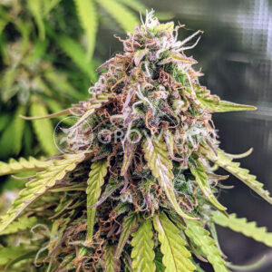Gorilla_Glue_Auto_Autoflowering_semínka_konopí