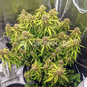 Gorilla_Glue_Auto_Autoflowering_semínka_konopí