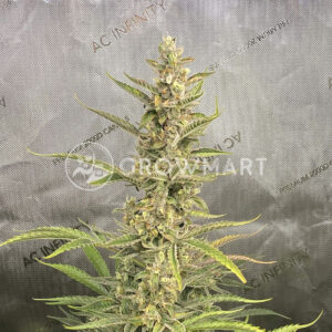 Gorilla_Punch_Auto_seminka_konopi