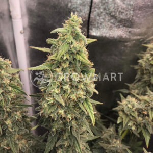 Gorilla_SFV_OG_Feminizované_semínka_konopí