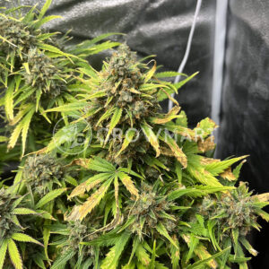 Gorilla_Zkittlez_Feminizovaná_semínka_konopí