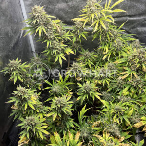 Gorilla_Zkittlez_Feminizovaná_semínka_konopí