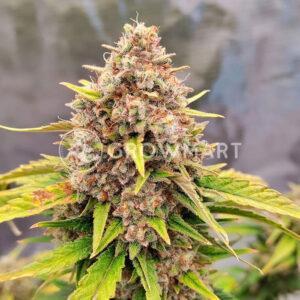Gorilla_Zkittlez_Auto_seminka_konopi