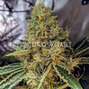 Gorrila_Candy_Feminizované_semínka_konopí