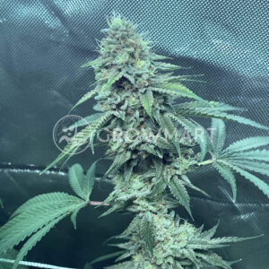 Gorrila_Candy_Feminizované_semínka_konopí