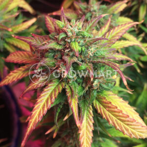 Gorrila_Glue_Auto_Autoflowering_semínka_konopí