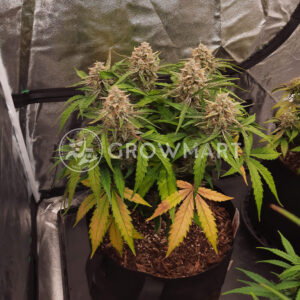 Grand_Daddy_Purple_Seminka_konopi_1