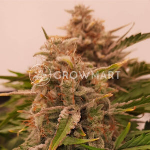 Grand_Daddy_Purple_Seminka_konopi_3