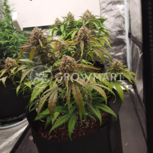 Grand_Daddy_Purple_Seminka_konopi_4