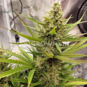 Grapefruit_x_BubbleGum_Auto_seminka_konopi