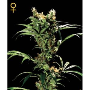 Green House Seed - ARJAN'S STRAWBERRY HAZE | Feminized Cannabis Seeds - Image 6