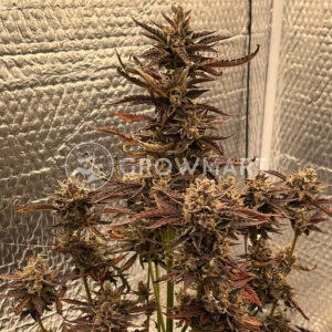 Green_Crak_Auto_seminka_konopi