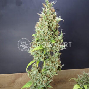 Green_Gummy_Auto_Autoflower_semena_konopí