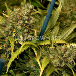 Green_Poison_CBD_Feminizovaná_semínka_konopí