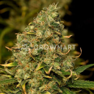 Green_Poison_CBD_Feminizovaná_semínka_konopí