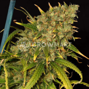 Green_Poison_CBD_Feminizovaná_semínka_konopí