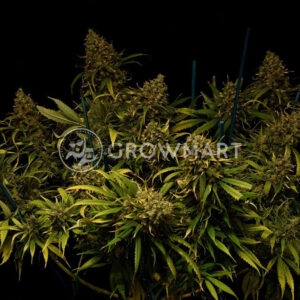 Green_Poison_CBD_Feminizovaná_semínka_konopí