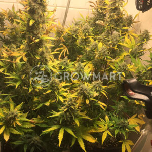 Green_Poison_XL_Auto_Autoflowering_semínka_konopí