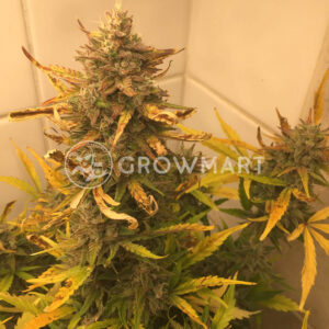 Green_Poison_XL_Auto_Autoflowering_semínka_konopí