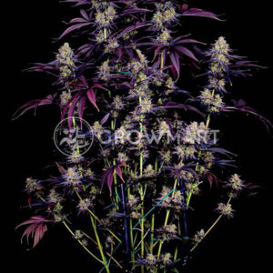 HAWAIIAN-SNOW_Feminizovaná_semínka_konopí