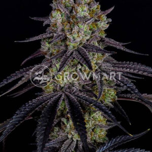 HAWAIIAN-SNOW_Feminizovaná_semínka_konopí