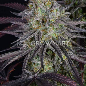 HAWAIIAN-SNOW_Feminizovaná_semínka_konopí