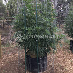 HIMALAYA-GOLD_Feminizovaná_semínka_konopí