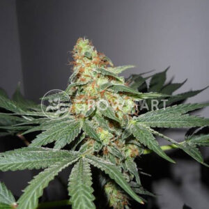 HOLY-PUNCH_Feminizovaná_semínka_konopí