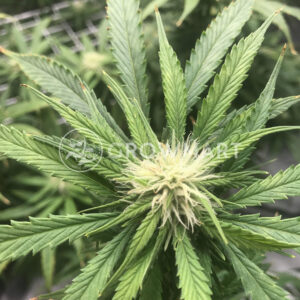 Hash_Plant_Regulérni_semínka_konopí