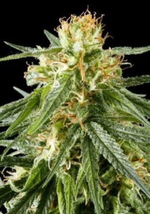 Green House Seed - HAWAIIAN SNOW | Feminized cannabis seeds - Image 5