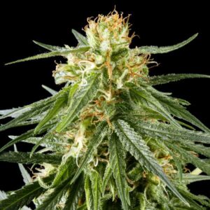 Green House Seed - HAWAIIAN SNOW | Feminized cannabis seeds - Image 6