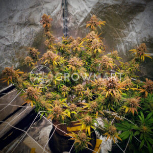 Haze_Berry_Feminizovaná_semínka_konopí