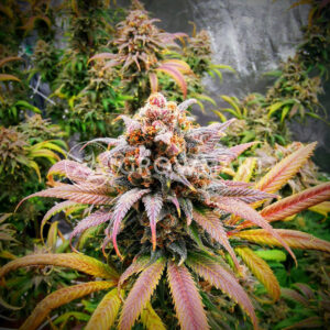 Haze_Berry_Feminizovaná_semínka_konopí