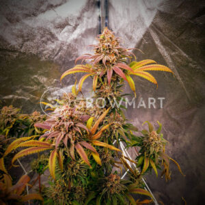 Haze_Berry_Feminizovaná_semínka_konopí