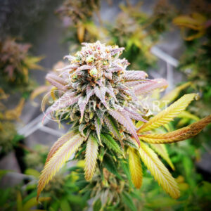 Haze_Berry_Feminizovaná_semínka_konopí