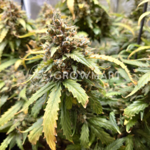 Head_Cheese_Feminizovane_seminka_konopi