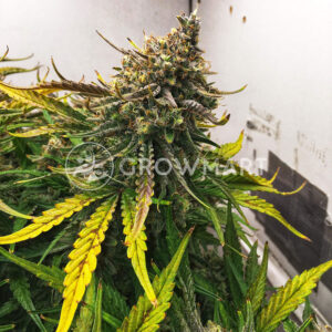 Herz_OG_Auto:Autoflower_semena_konopí